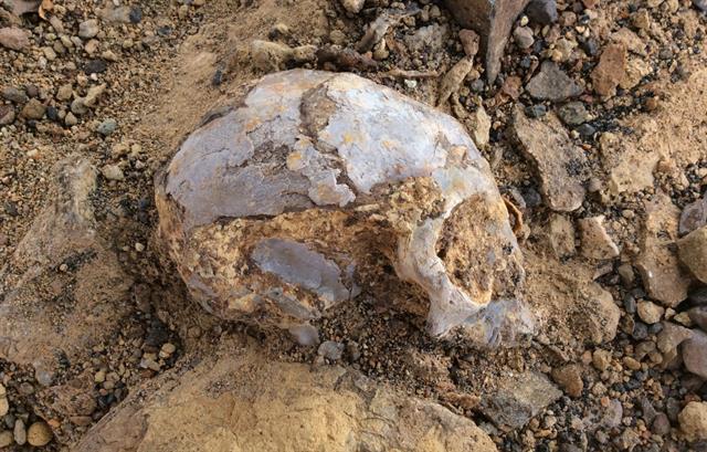 El cráneo, como se encontró en la cuenca de Turkana