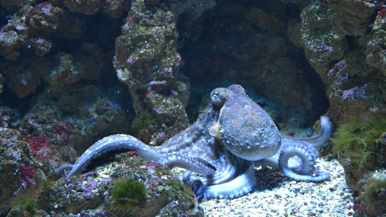 Sorprendente: Pulpos y calamares pueden editar sus propios genes