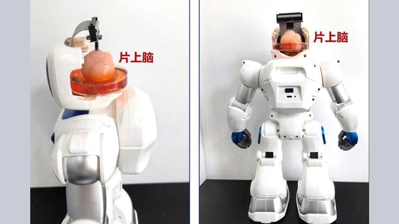 Científicos chinos crean un robot Frankenstein con cerebro humano