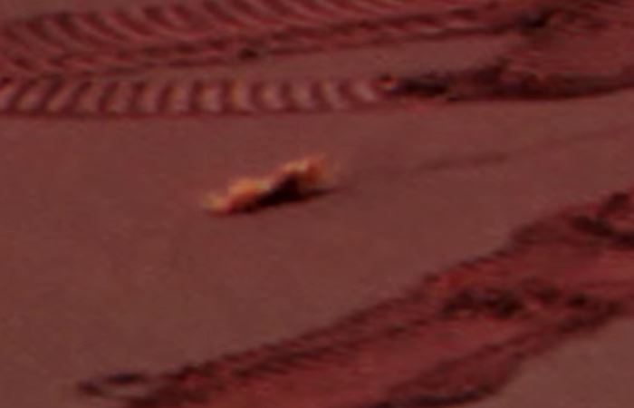 ¿Una criatura arrastrándose en Marte?