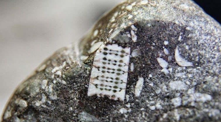 El microchip 250 millones años de edad