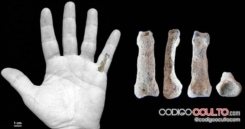 Investigadores hallan un hueso “gigante” de 1.85 millones de años de una especie humana desconocida