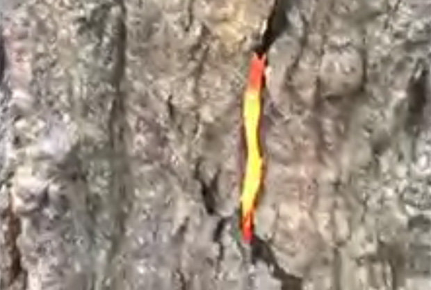 A través de una grieta en el tronco puede ver se como arde el interior del árbol.