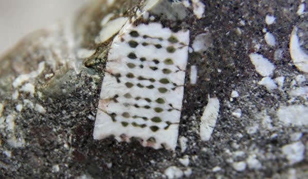 Roca hallada con un microchip incrustado. Tendría 250 millones de años.
