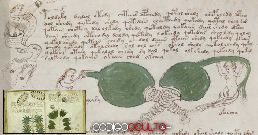 voynich manuscript pdf full