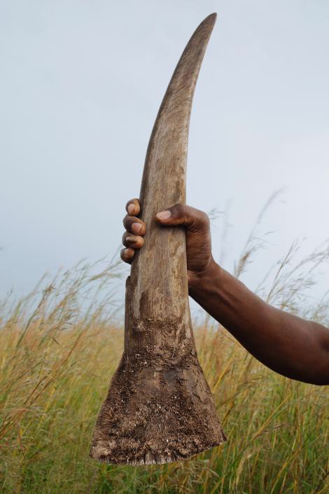 Una persona sostiene un cuerno de rinoceronte en Klerksdorp, Sudáfrica. Un cuerno como éste, de unos cuatro kilos, puede alcanzar los 360,000 dólares en el mercado negro. Crédito de foto: Brent Stirton, Reportage for WWF / National Geographic