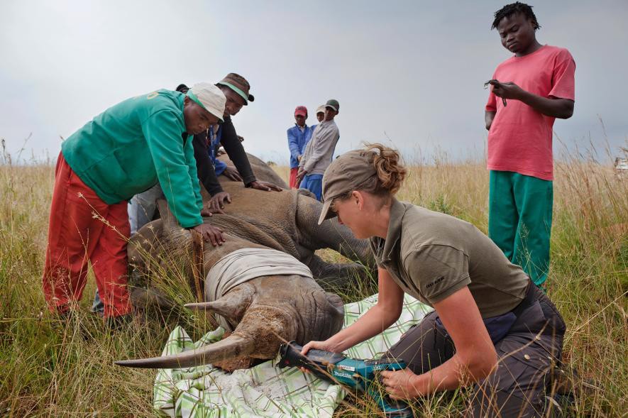 Una veterinaria corta los cuernos de un rinoceronte anestesiado en una granja en la Provincia del Noroeste, Sudáfrica.