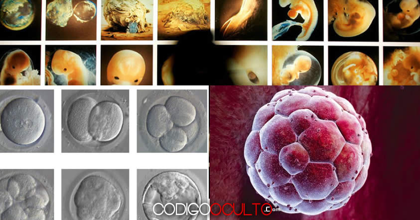 Científicos ahora podrán editar genéticamente embriones humanos