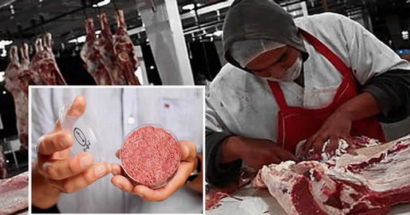 Científicos logran producir carne en laboratorio ¿Llegó el fin del sacrificio de animales?