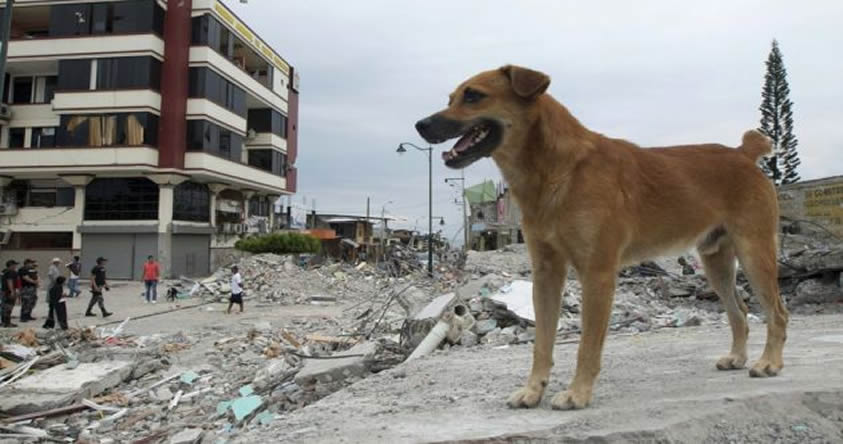 ¿Los animales pueden predecir los terremotos? Estudio científico sugiere que sí