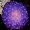 Científicos encuentran una misteriosa «esfera púrpura» que brilla intensamente en el fondo del océano