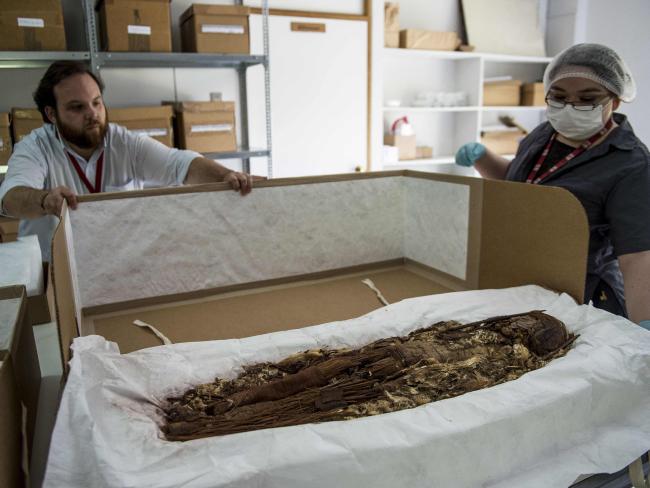 La antropóloga chilena Verónica Silva muestra una de las momias de la antigua cultura Chinchorro en el Museo Nacional de Historia Natural de Santiago.