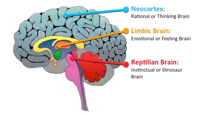 Cerebro reptil