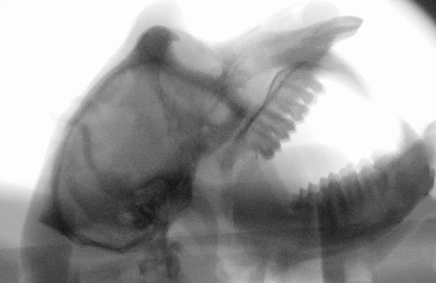 Los investigadores utilizaron vídeos de rayos X para capturar y rastrear los movimientos de las diferentes partes de la anatomía vocal de un macaco - como la lengua, los labios y la laringe - durante una serie de comportamientos típicos, incluyendo bostezos, gruñidos y arrullos. 