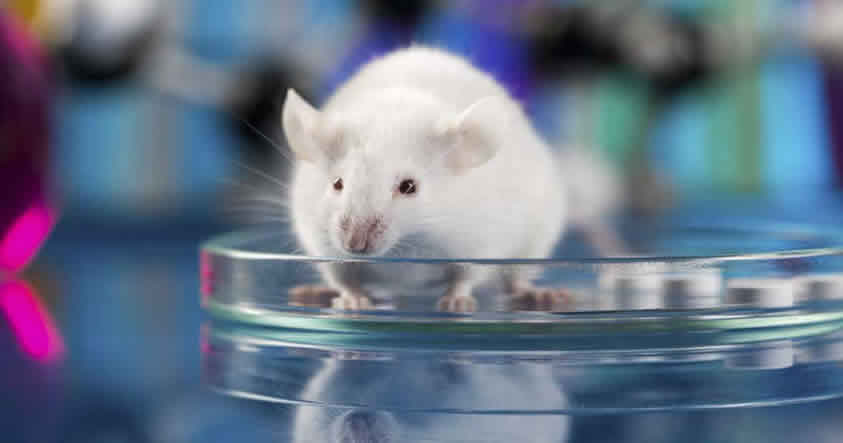 Científicos logran curar la diabetes en ratones