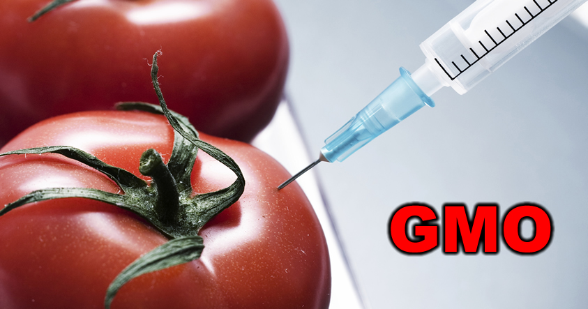 Estamos envenenándonos: Cómo reconocer los tomates GMO en dos fáciles pasos