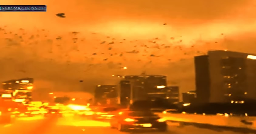 Algo grave podría ocurrir en EE.UU: Miles de pájaros negros invaden Houston