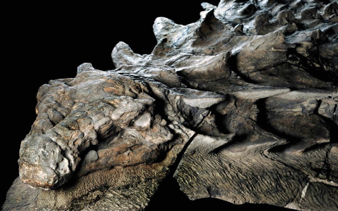 ¿Cómo es posible que el fósil de un dinosaurio de 100 millones de años aún conserve su piel?