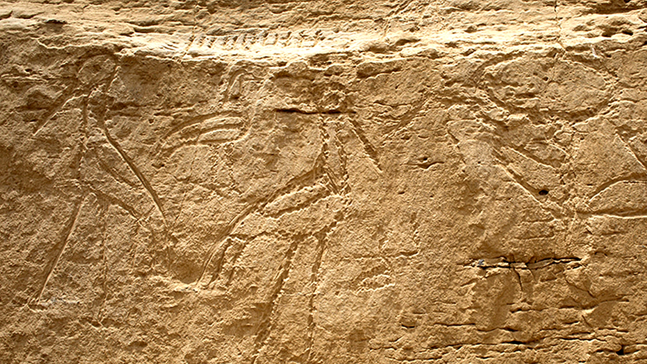 Este panel recién descubierto muestra imágenes de la cabeza de un toro seguido de dos cigüeñas Saddlebill con un pájaro ibis calvo encima y entre ellos. Esta disposición de los símbolos es común en las representaciones egipcias posteriores del ciclo solar y con el concepto de luminosidad. 