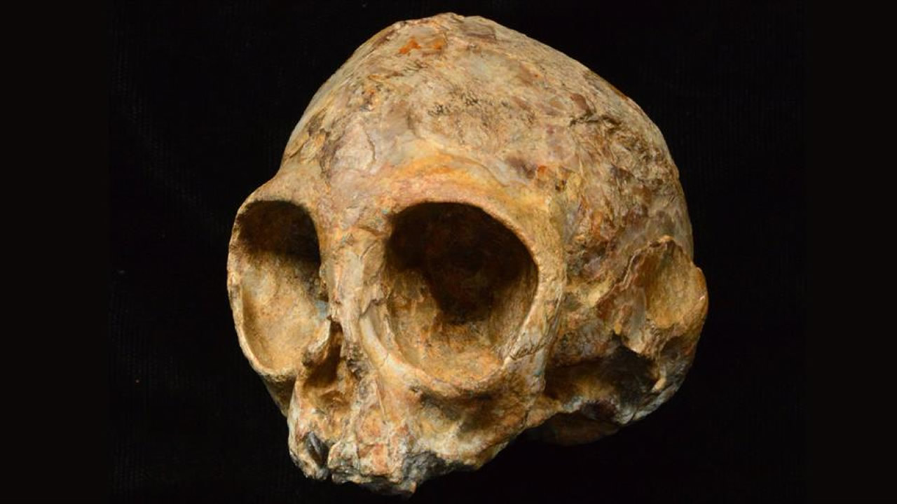 Descubren un cráneo de 13 millones de años relacionado a los humanos