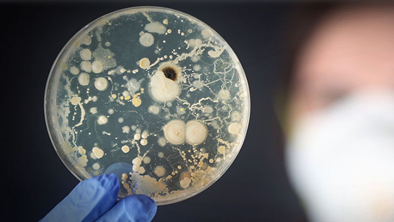 Descubren una bacteria probiótica que puede prolongar la vida hasta 120 años