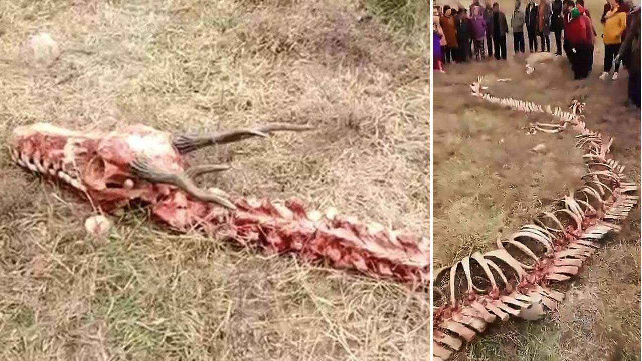 ¿Hallaron un esqueleto de «dragón» de 18 metros en China? (Vídeo)