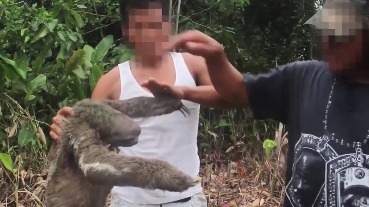 Vídeo revela el horror detrás de las selfies de vida silvestre en la selva de Perú