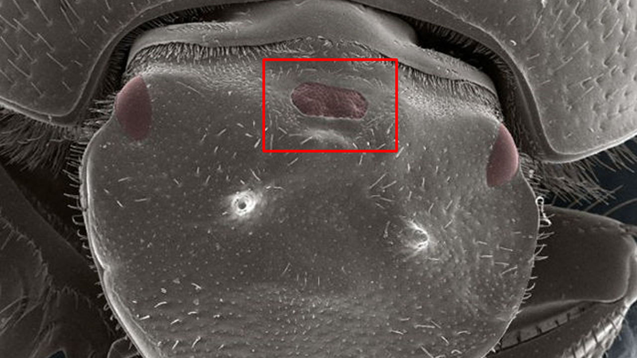 Científicos diseñan escarabajo con un tercer ojo completamente funcional