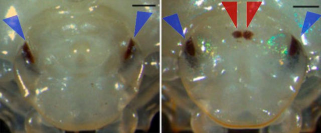 Escarabajo normal (izquierda) y escarabajo genéticamente modificado (derecha)