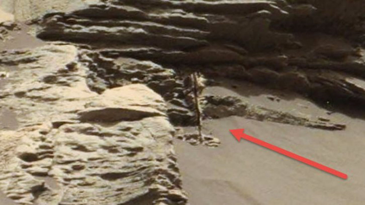 ¿Captó el Curiosity una planta o árbol fosilizado en Marte?