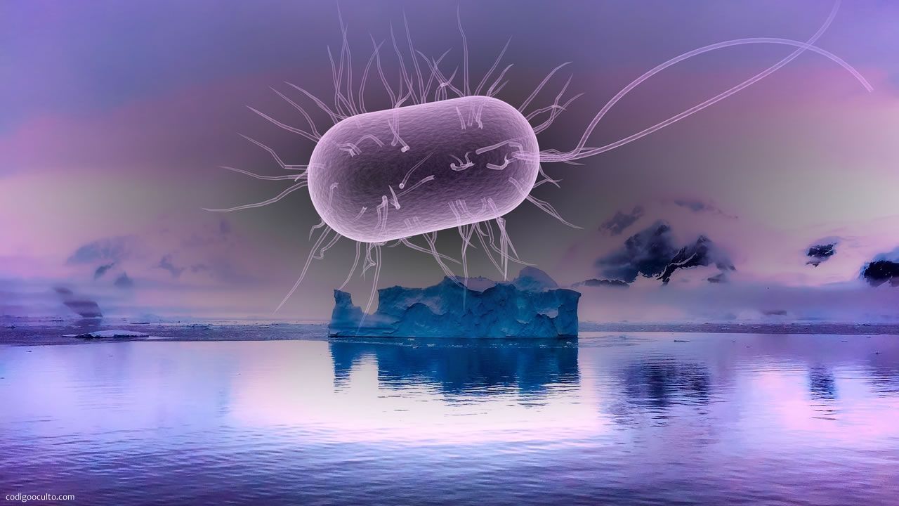 Hallan bacterias que «comen aire» en la Antártida, claves para busca vida alienígena en otros planetas
