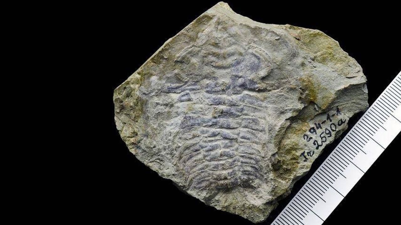 Hallan el ojo más antiguo en un fósil de 530 millones de años