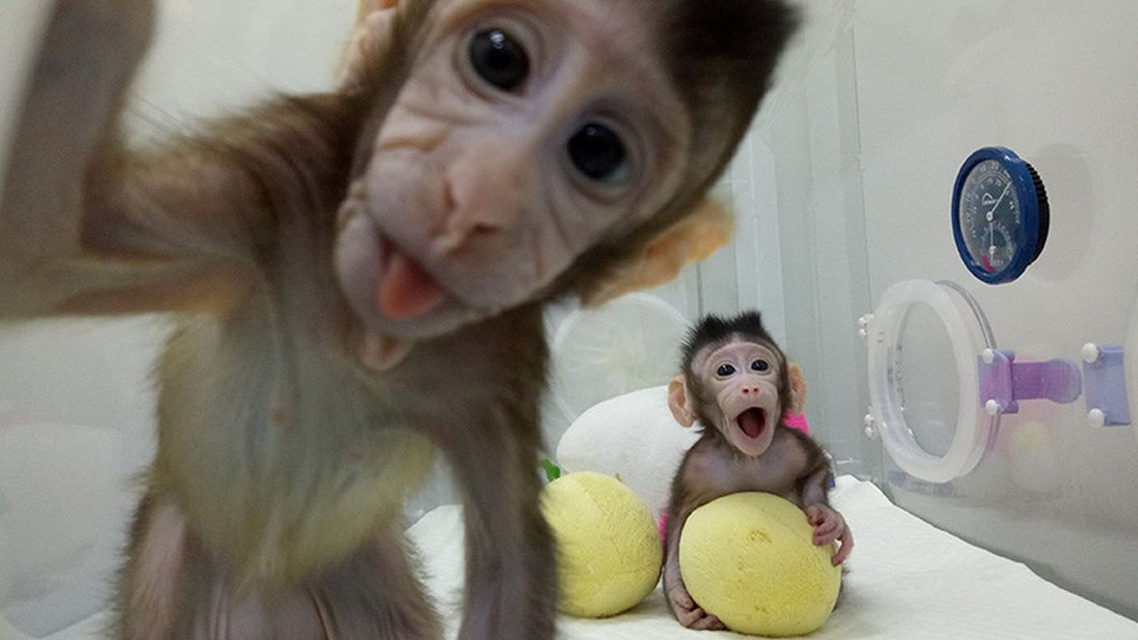 China clona macacos con método de oveja Dolly, ¿posible clonación humana?