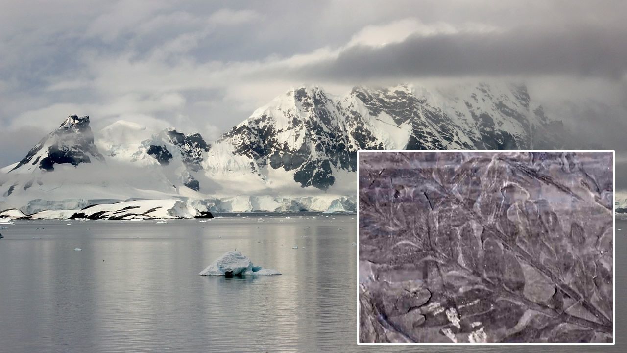 Antártida: Científicos hallan un bosque fósil de 280 millones de años