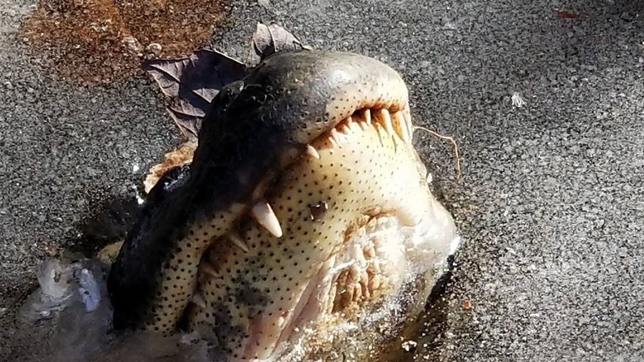 Estos cocodrilos congelados en un pantano logran sobrevivir al invierno