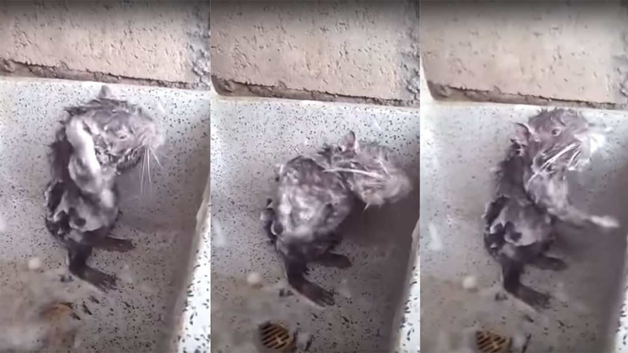 NO, esta «rata» no se está duchando, y tampoco es una rata