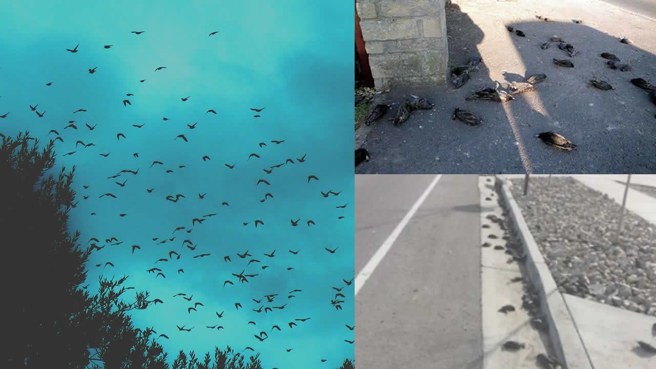 Cientos de pájaros caen en Roma, sin explicación, días antes en Utah