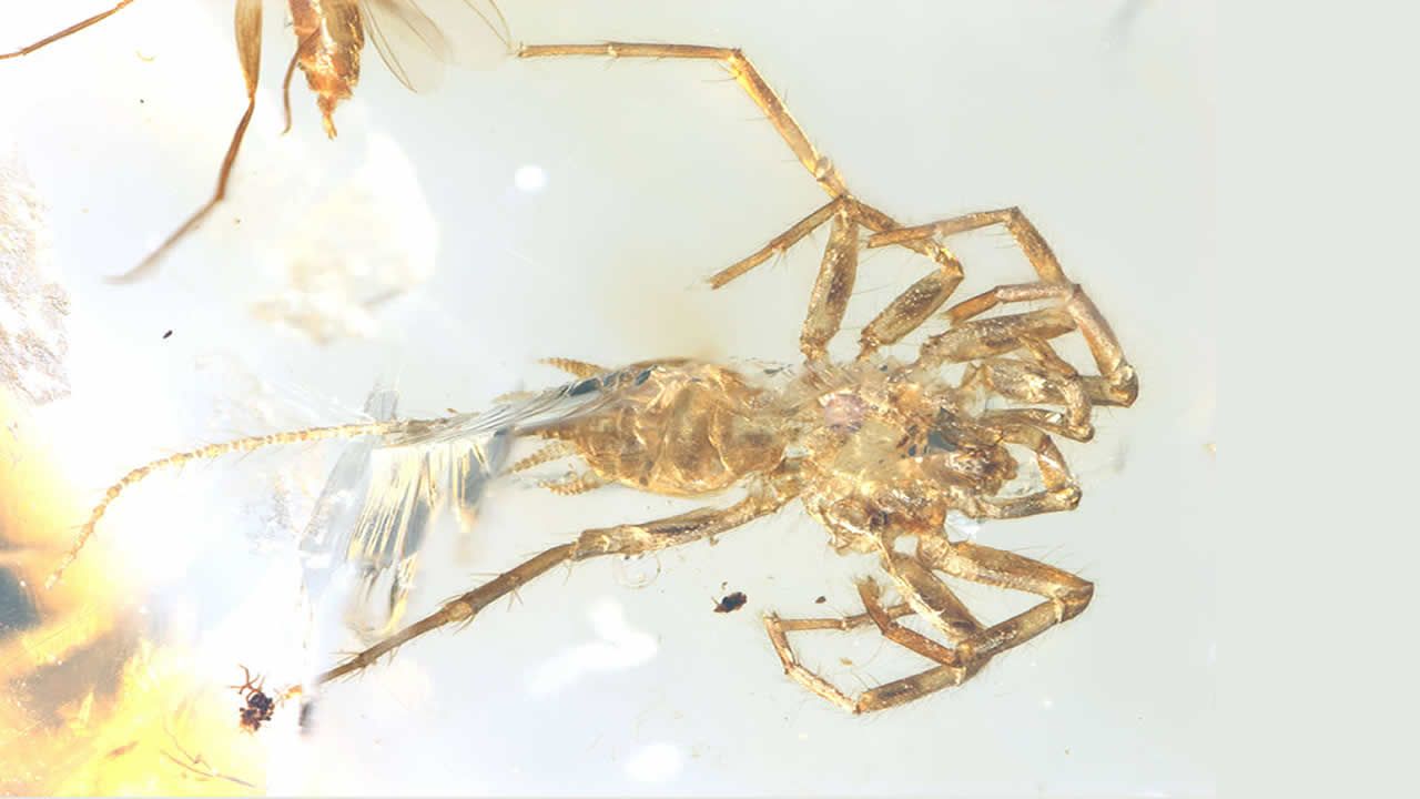 Hallan sorprendente araña con cola de 100 millones de años conservada en ámbar