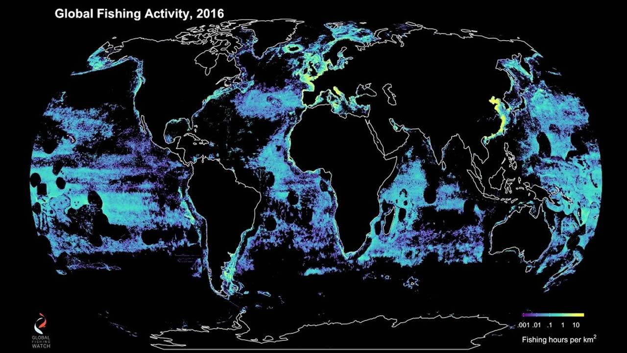 Rastrean pesca comercial y descubren que más de la mitad de los océanos son explotados