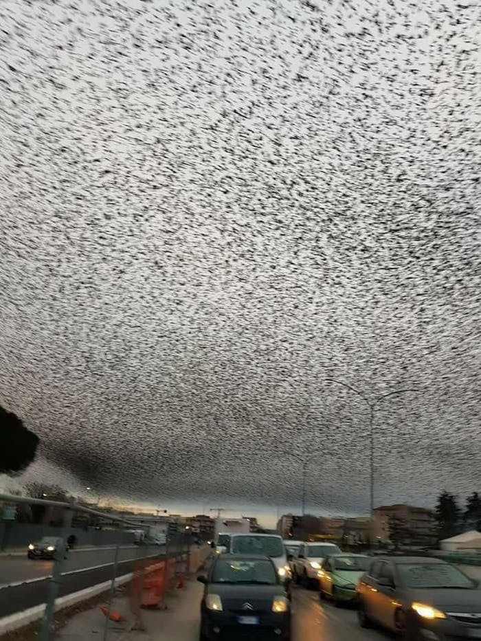 Miles de estorninos inundan el cielo sobre Roma en esta imagen viral de Reddit publicada el jueves