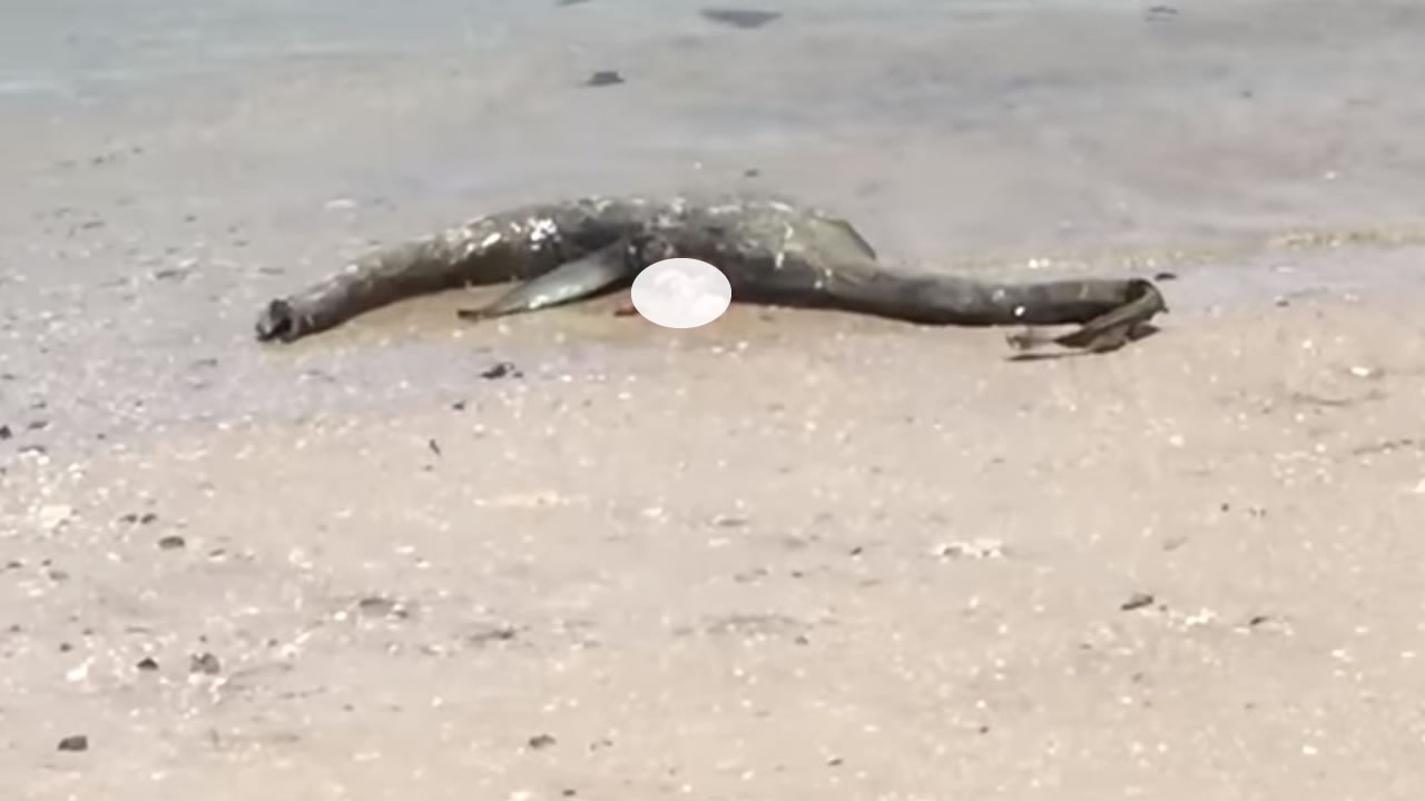 Aparece misteriosa criatura en playa de Georgia ¿Un plesiosaurio?
