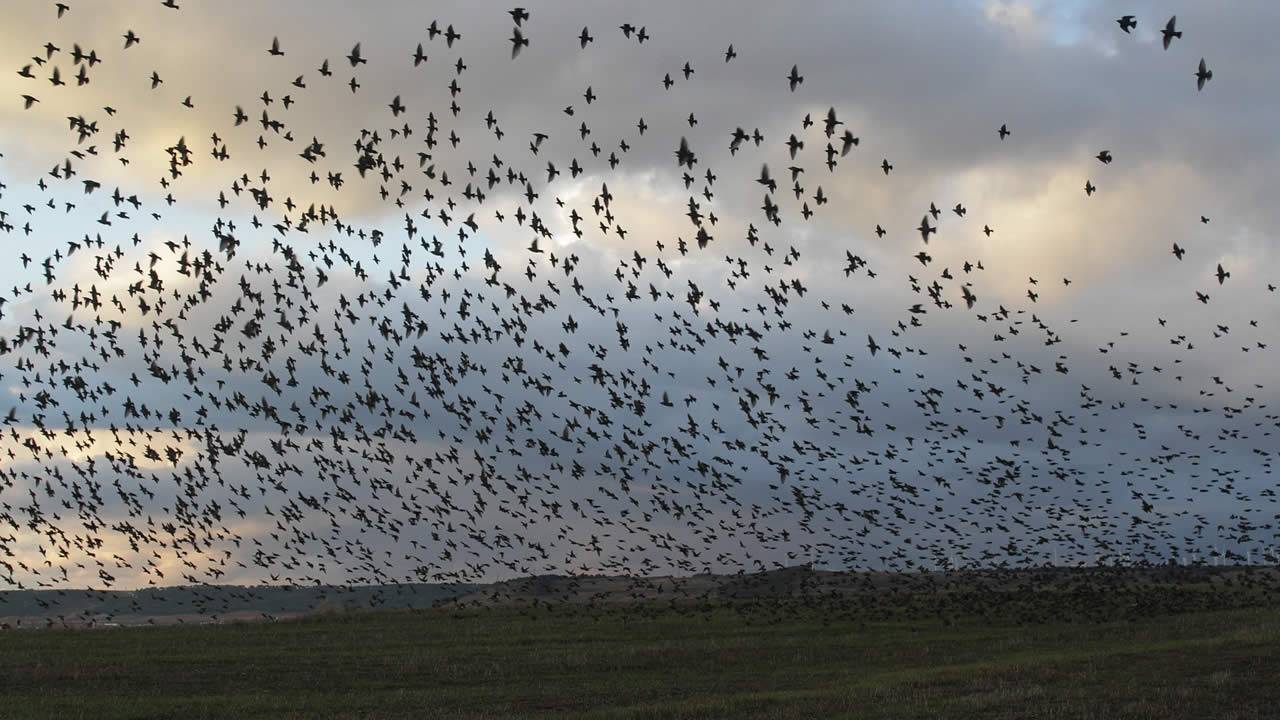 Cientos de pájaros caen repentinamente del cielo en México