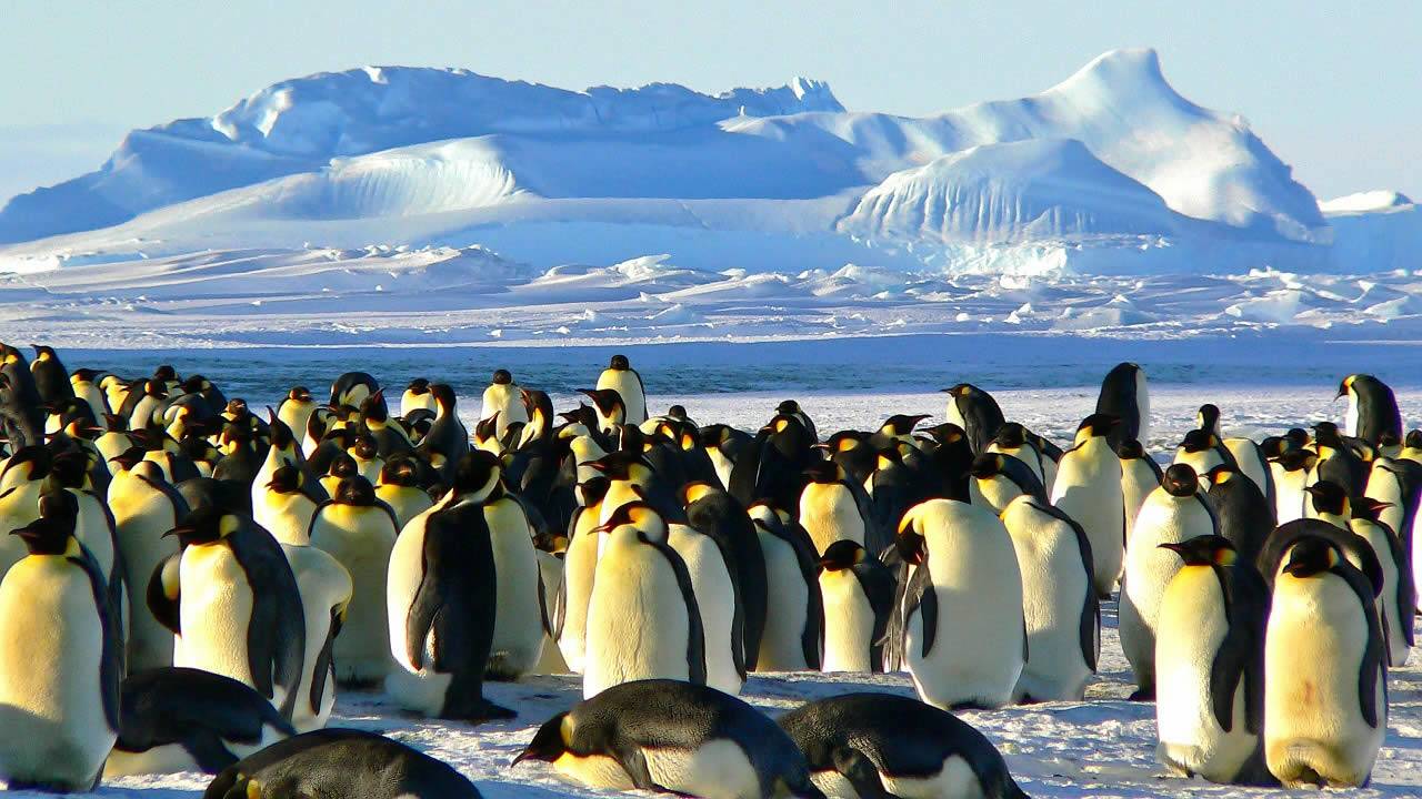 Descubren una supercolonia oculta de 1.5 millones de pingüinos