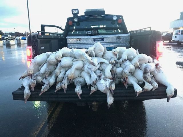 Funcionarios del Idaho Department of Fish and Game tuvieron que recoger a los gansos muertos en Idaho Falls el 7 de abril de 2018