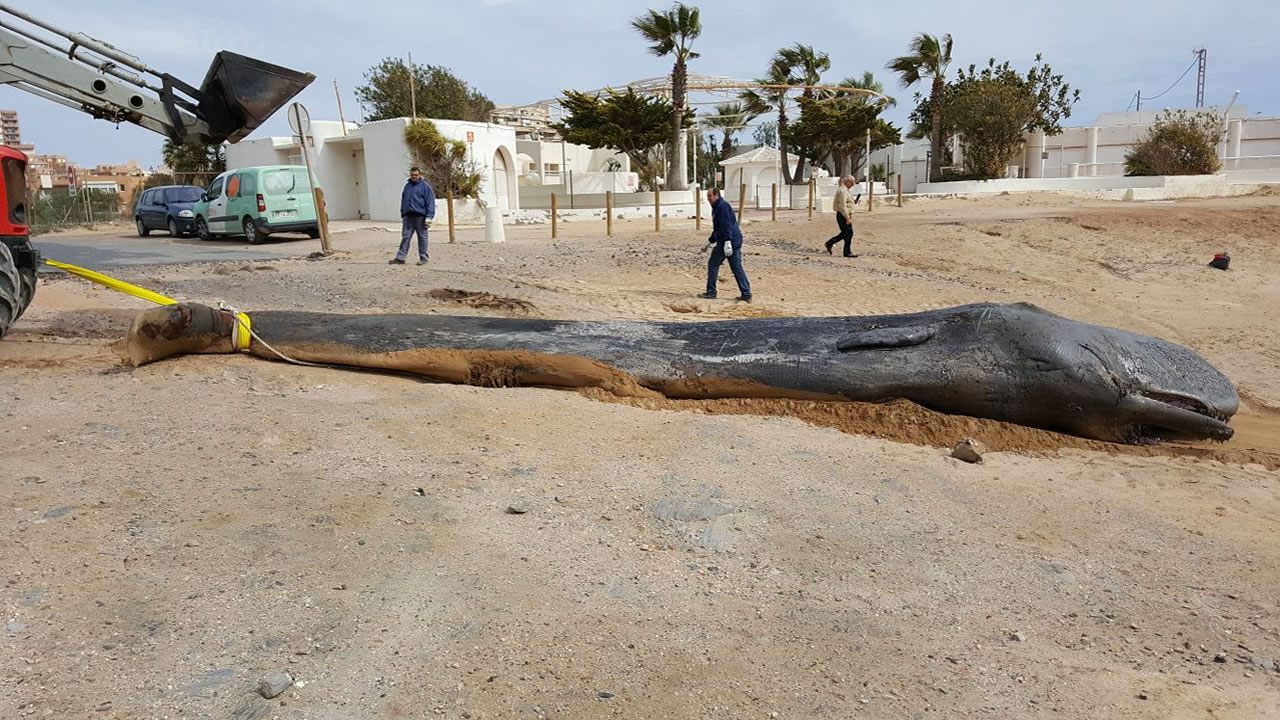 España: Hallan un cachalote muerto con 29 kilos de plástico en el estómago