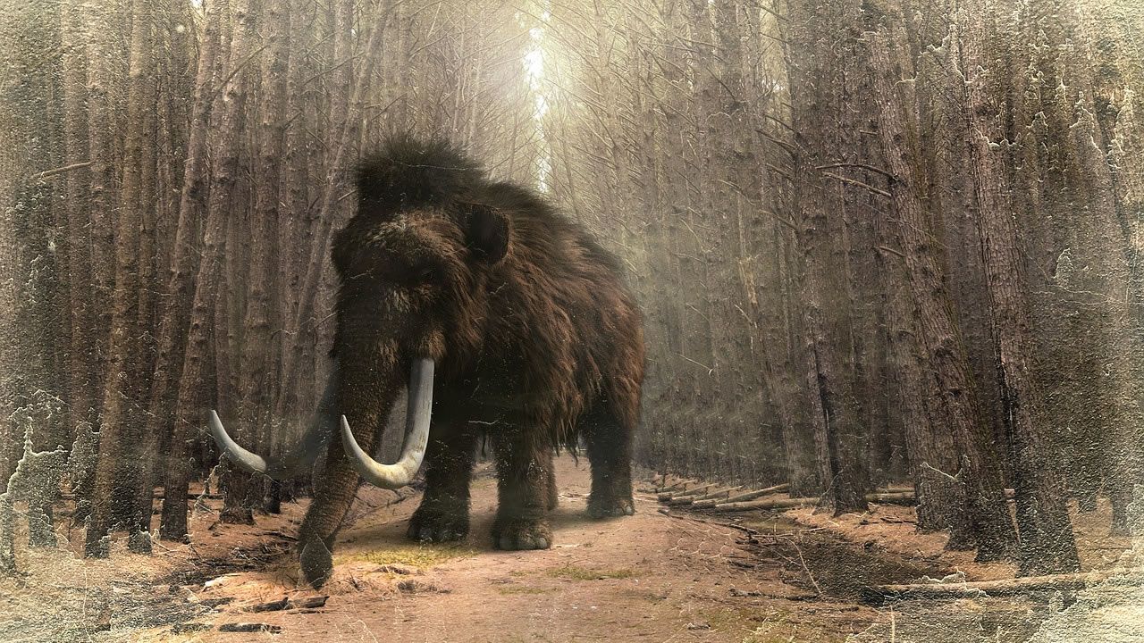 Investigadores están a punto de devolver a la vida al mamut lanudo