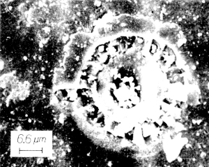 Imagen 3 - Luna 16 : fósil silicatado encontrado en el regolito lunar similar a los modernos microorganismos filamentosos en espiral como Phormidium frigidum