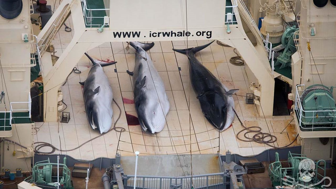 Balleneros japoneses mataron 333 ballenas este año, en nombre de la «ciencia»