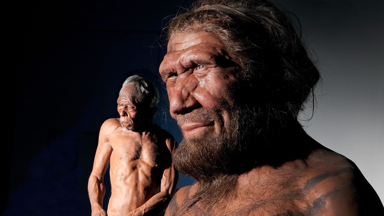 Científicos cultivarán mini cerebros neandertales en laboratorio