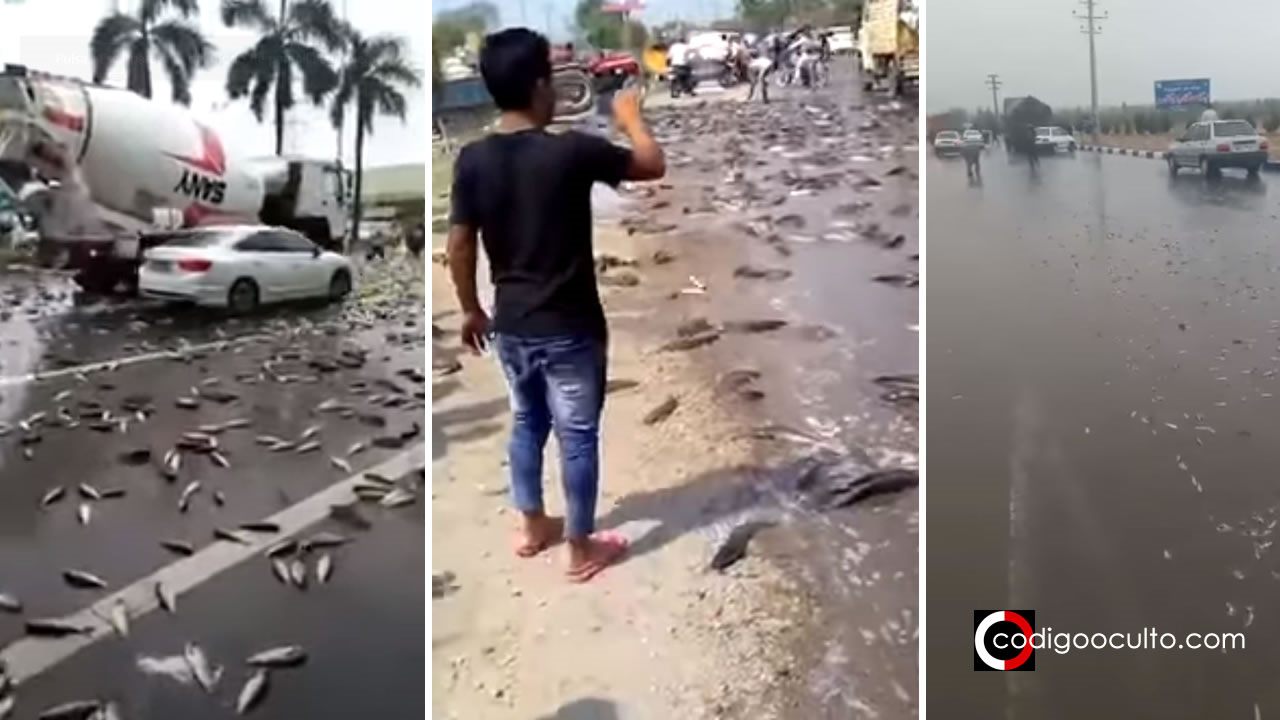 Se registran lluvias de peces en Irán, China e India (Vídeos)